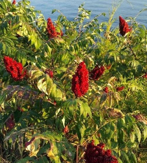 Best Western J. C. Inn image 32